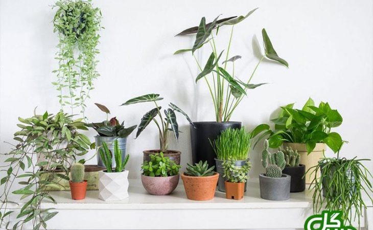 چند ترفند آسان برای زیبا شدن منزلتان با گیاهان آپارتمانی Image