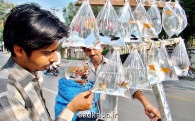 اشتراك ایران و پاكستان در بهار Image